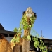 camel_embaba_cai_v_0076_egy0339.jpg